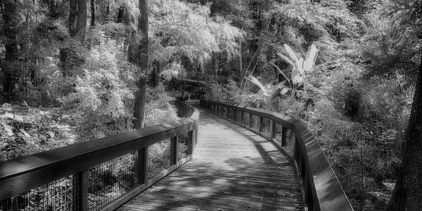 Infrared Boardwalk Bend Print