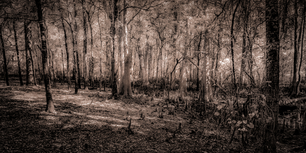 Cypress Shadows at Dawn Print