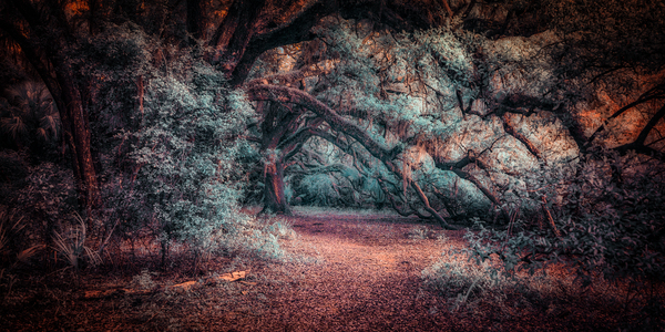 Solitary Trails: Oak Hangover Print