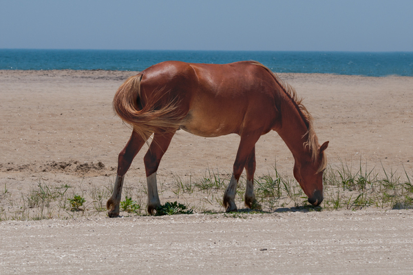 Coastal Grazing Print