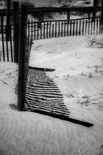 Shadowy Fence Print