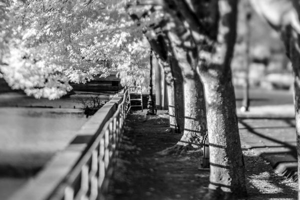 Monochrome Serenity: Exploring Yorks Riverside Beauty Print