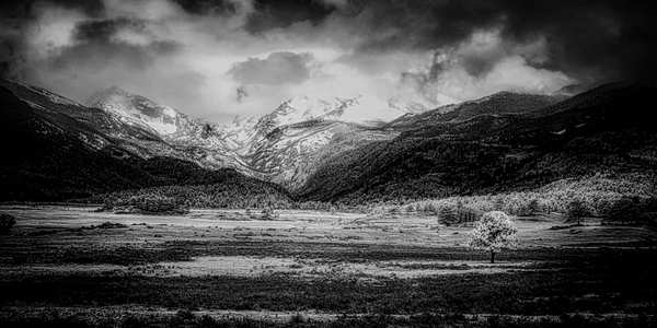 Mountains Embrace: Lone Valley Tree Print