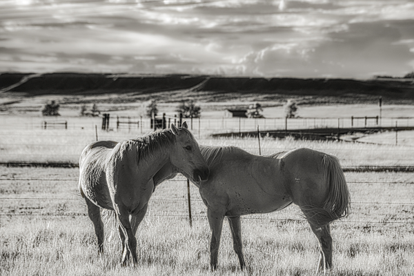 Equine Connection Print