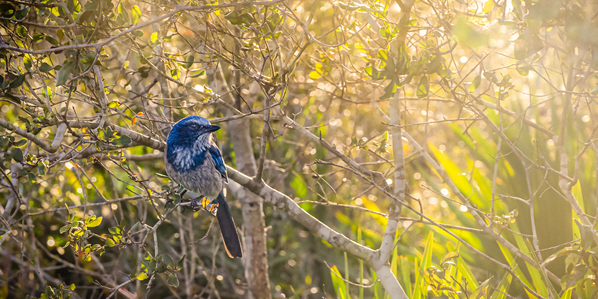 A Feathery Connection: Bluebird Serendipity Print