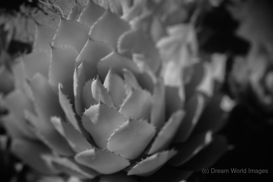 Natures Shadow Ballet  Print