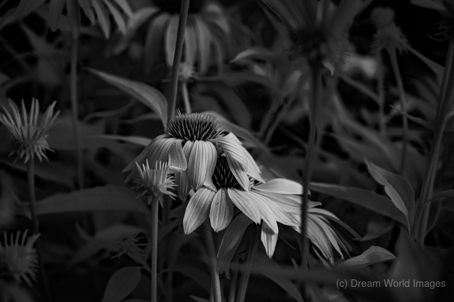 Loris Flowers - 3  Imprimer