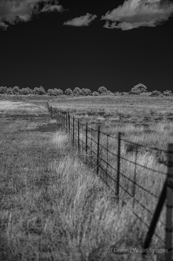 Fenceline Whisper in Monochrome  Print