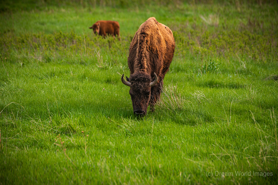 Bison Tales: Grazing in Greatness  Print