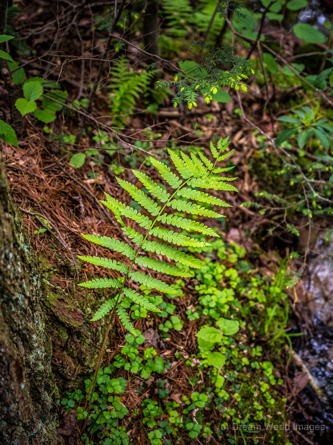 Fern Pattern  Imprimer