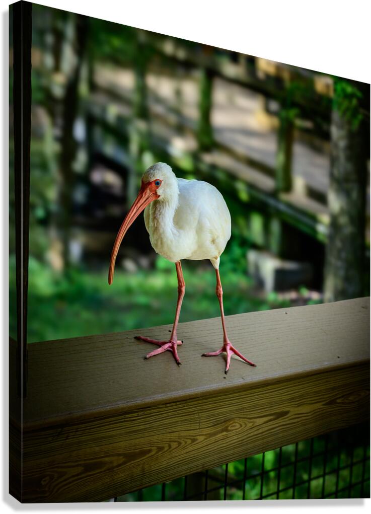 Symphony of Wings: A Birdwatchers Tale Canvas Print