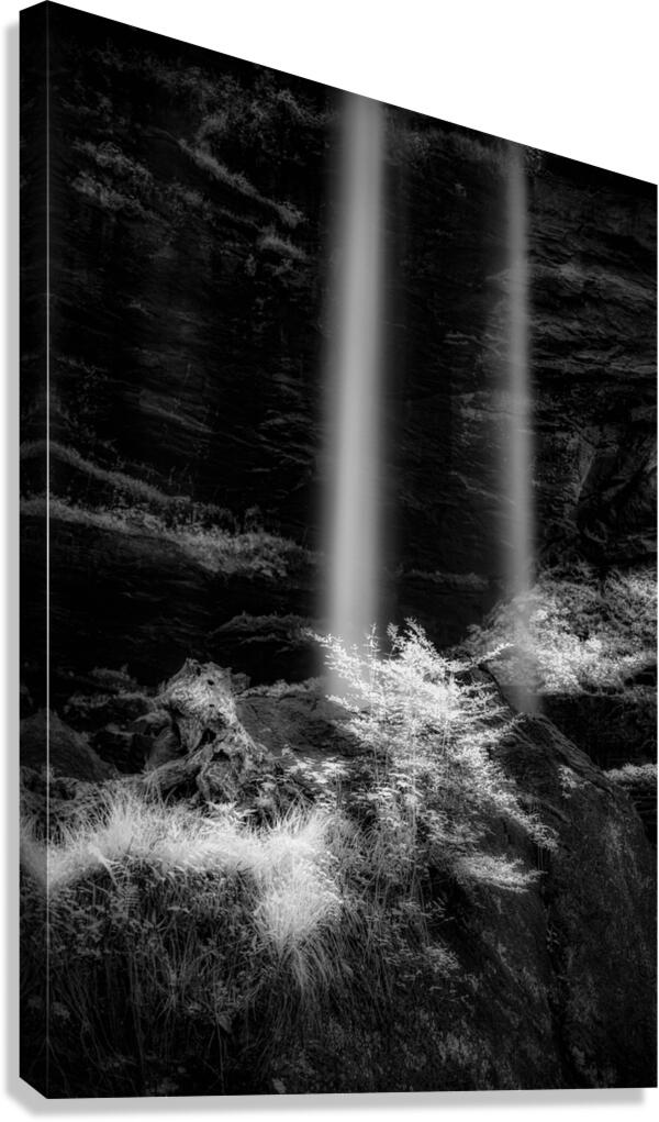 Shadows of Stillness Canvas Print