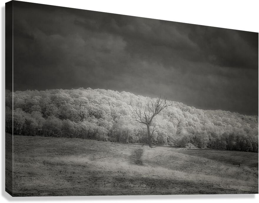 Luminous Isolation Canvas Print