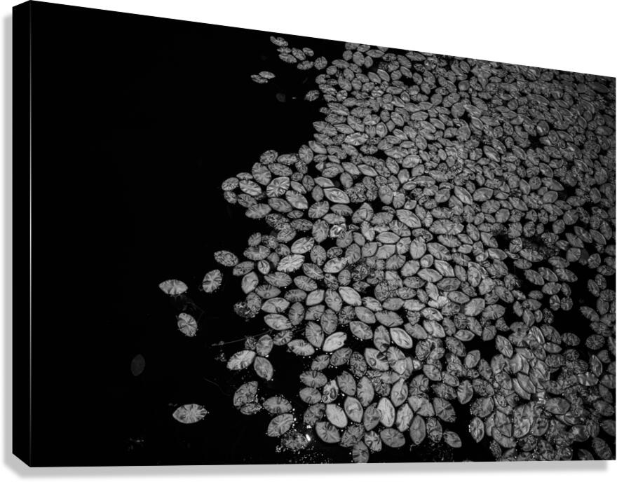 Lily Pad Dance Canvas Print
