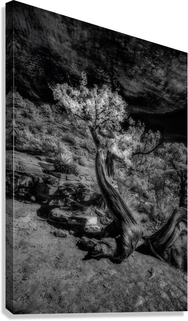 Twisted Elegance Beneath Stark Skies Canvas Print