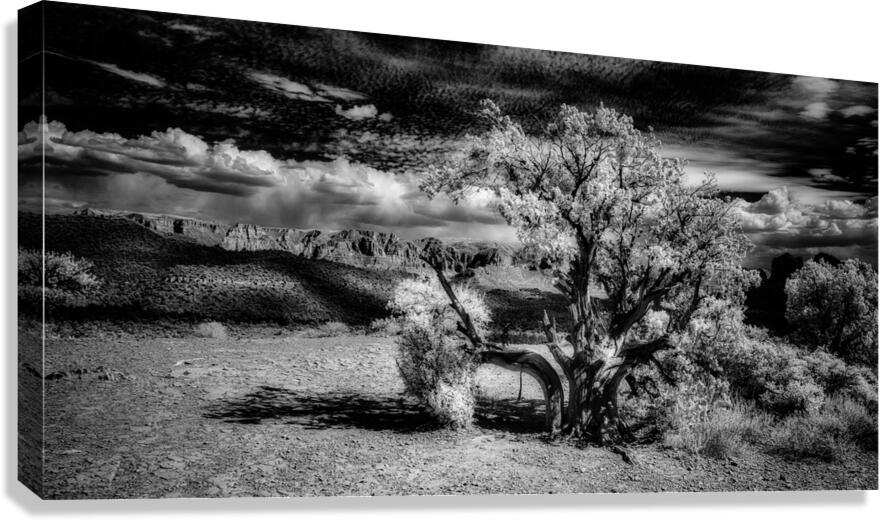 Bark and Cloud: A Monochrome Dialogue Canvas Print