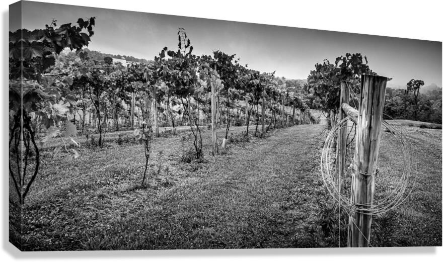 Extra wire Canvas Print