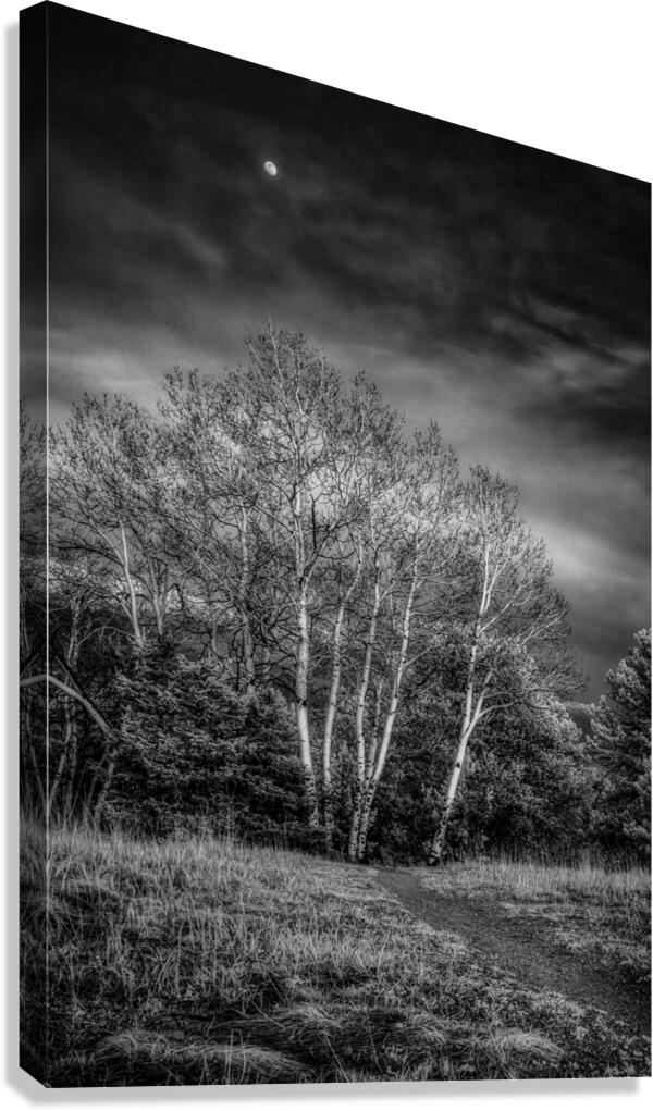 Mueller Aspen Series: Aspen Moon Canvas Print