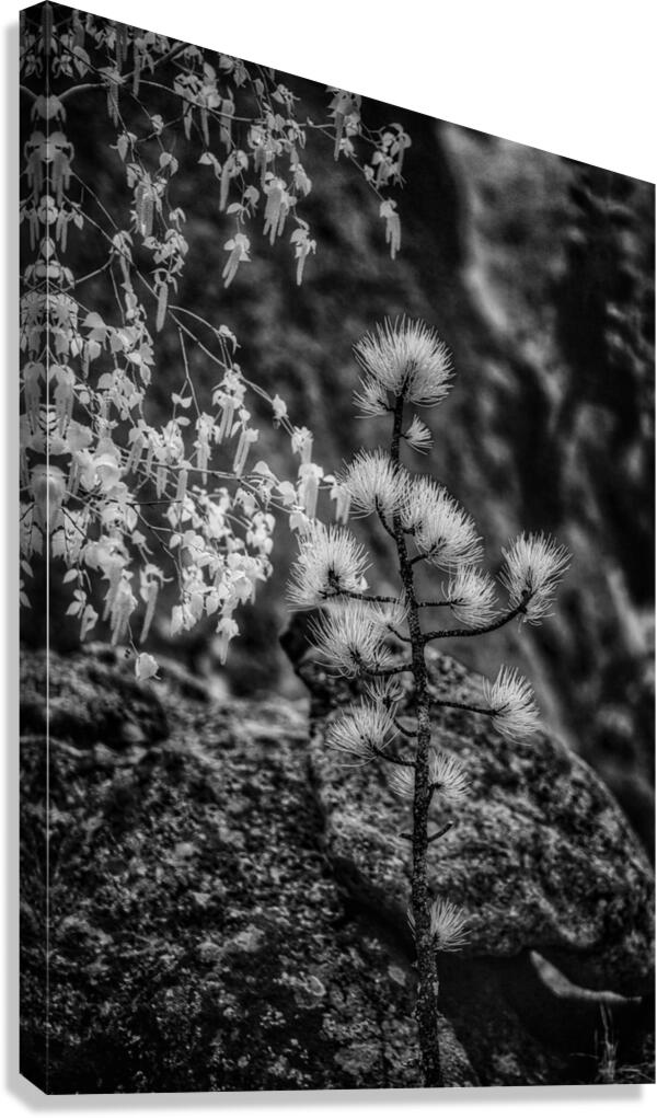 Exploring Sylvan Lake: A Magical Encounter with a Tiny Pine Canvas Print