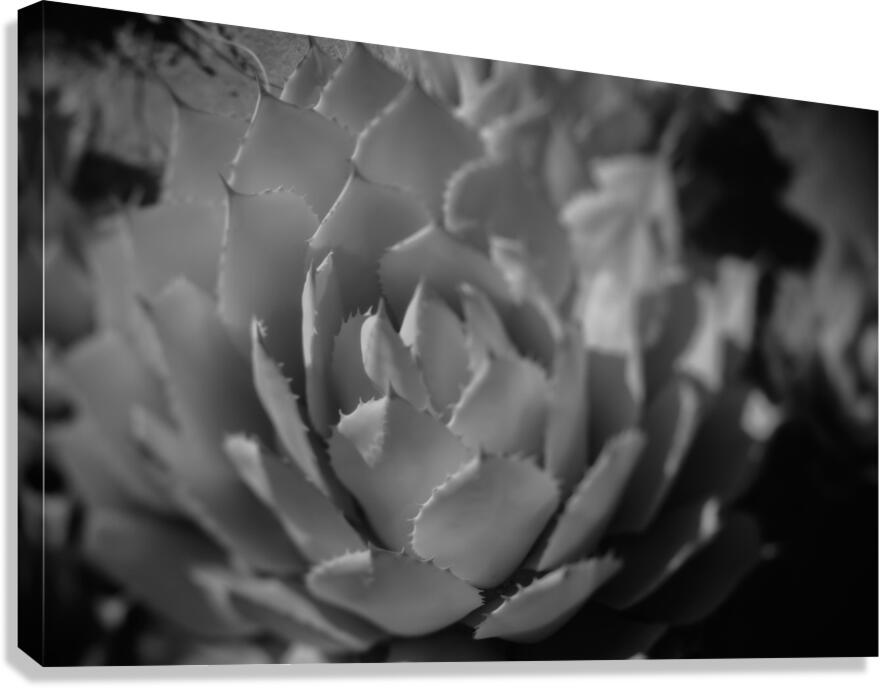 Natures Shadow Ballet Canvas Print