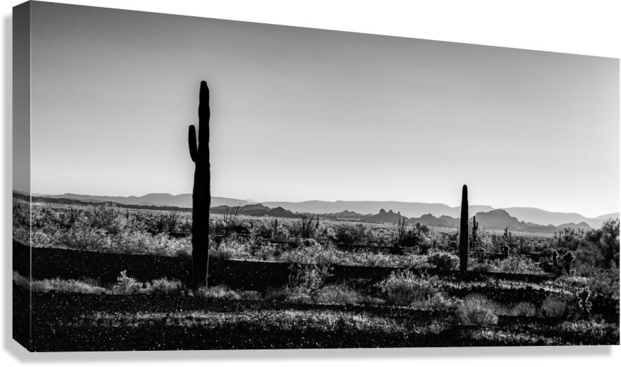 Vast Tranquility Amidst the Sand Canvas Print