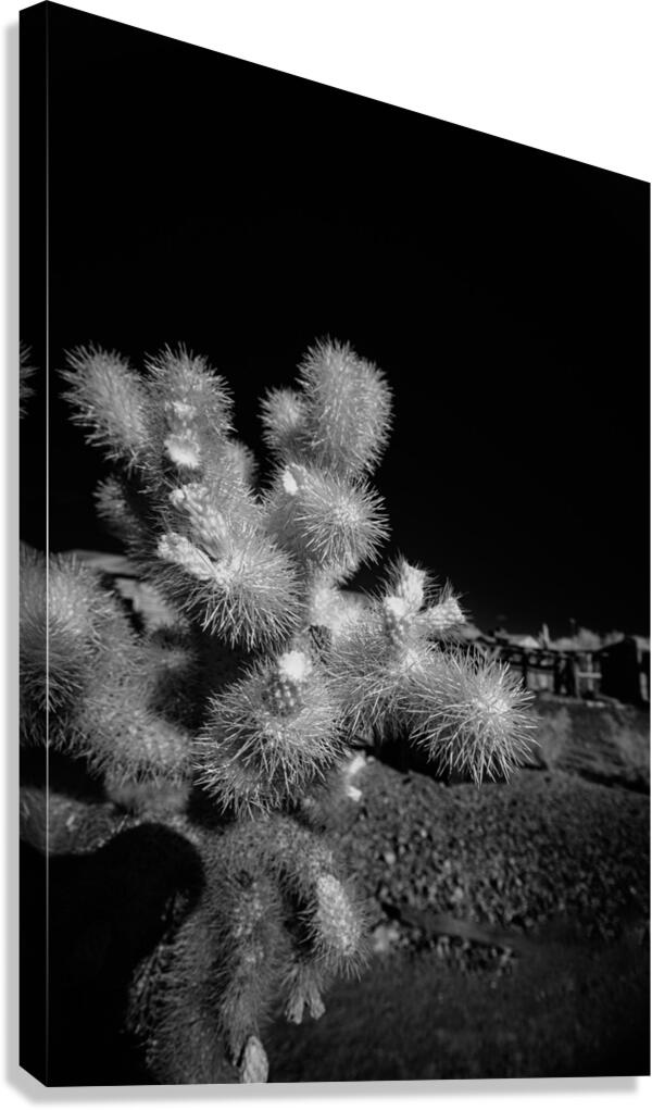 Intricate Dance of Cactus Spines Canvas Print