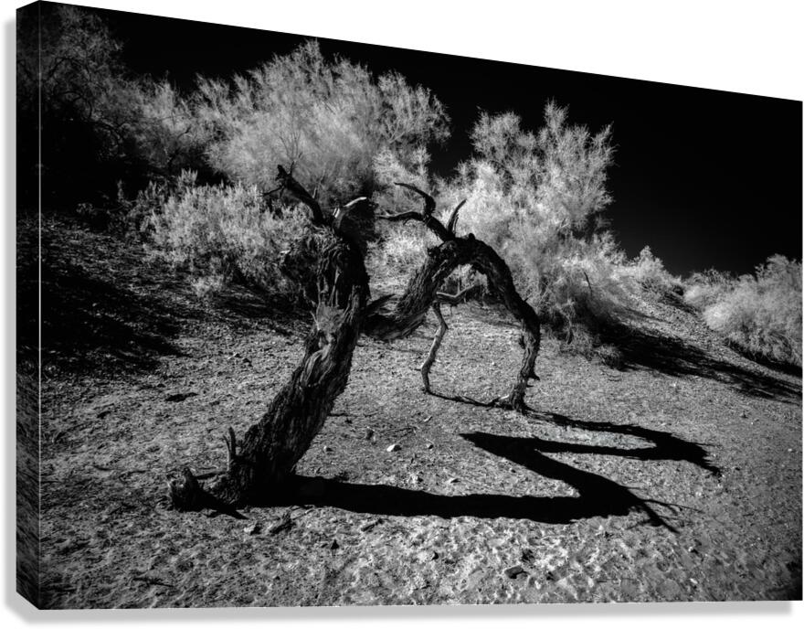 Desert Trees Shadowy Dance Canvas Print