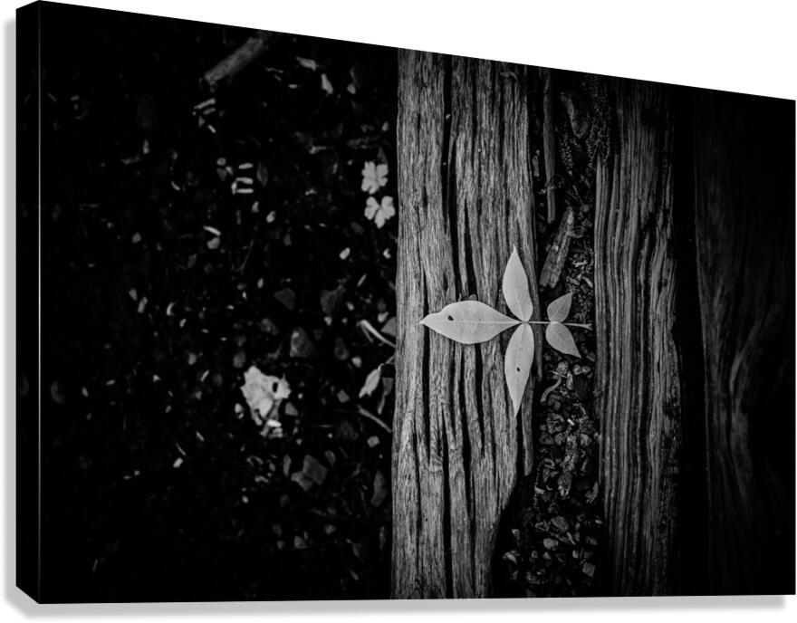 Step Above  Canvas Print