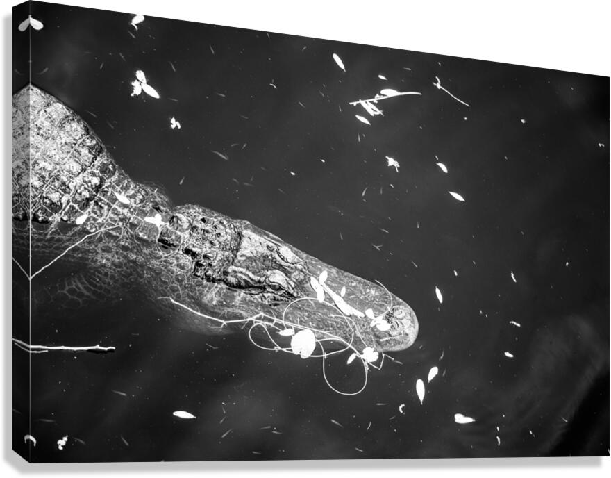 Drift Then Silence Canvas Print