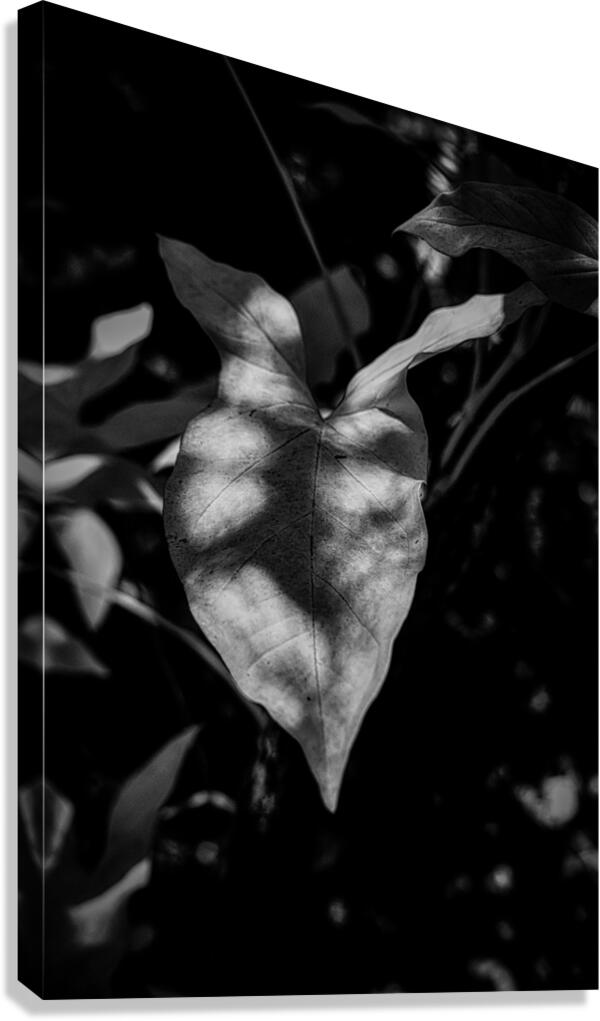 The Light That Finds Leaves Canvas Print