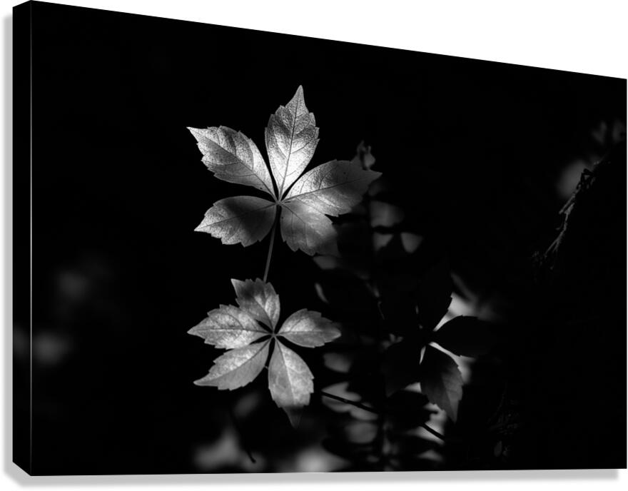 The Leaf That Floats Canvas Print