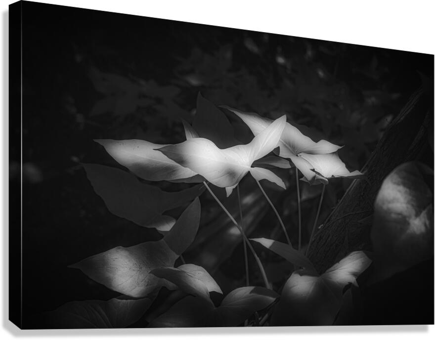 Six Petals of Quiet Fire Canvas Print