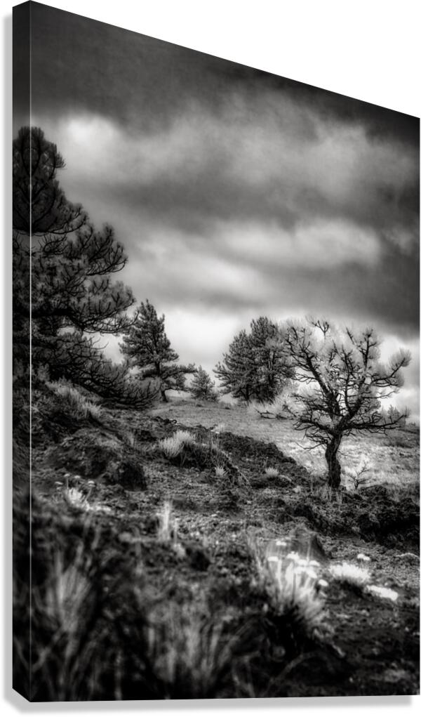 Solitude Unveiled: A Mystical Wyoming Lone Tree at Guernsey State Park Canvas Print