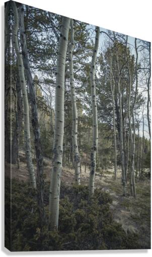 Mueller Aspen Series: Aspen Tree Trail Canvas Print