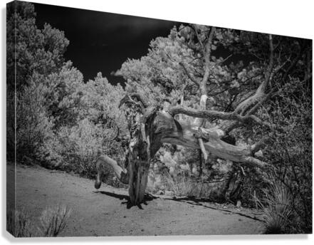 Mountain Guardians Rest Canvas Print