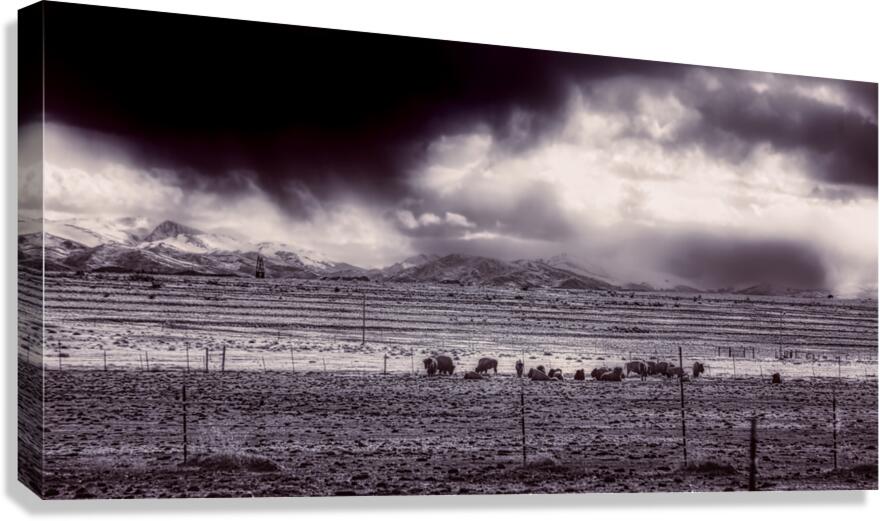 Stormy Bison Territory Canvas Print