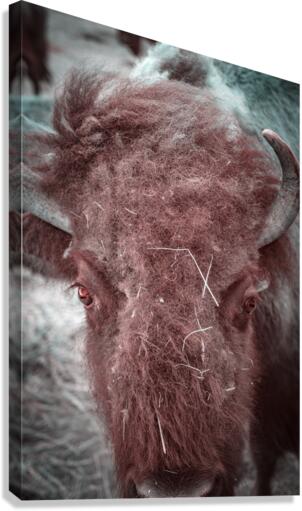 Unkempt Elegance Canvas Print