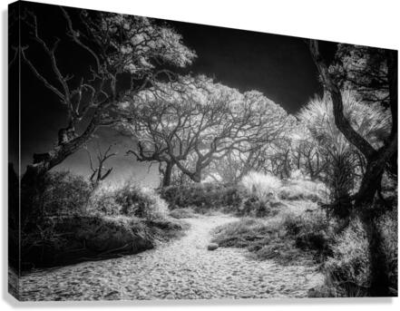 Island Path Canvas Print