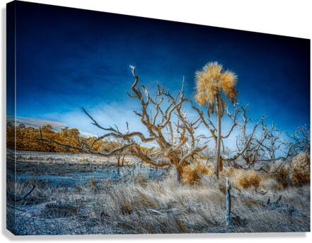 Isolated Serenity: Rows End Canvas Print