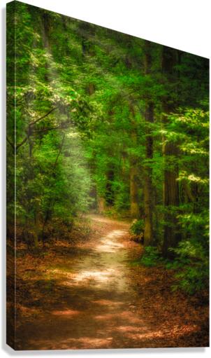 Solitary Trails: Rays on a Path at Killens Pond State Park Canvas Print