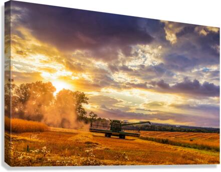 Harvest Canvas Print