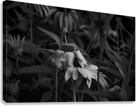Loris Flowers - 3 Canvas Print