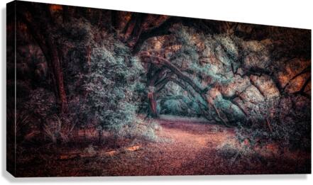 Solitary Trails: Oak Hangover Canvas Print