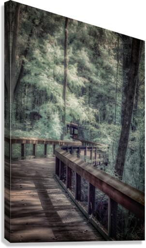 Forests Winding Welcome Canvas Print
