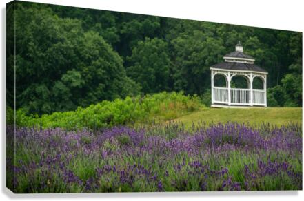 Lavender Gazebo Canvas Print