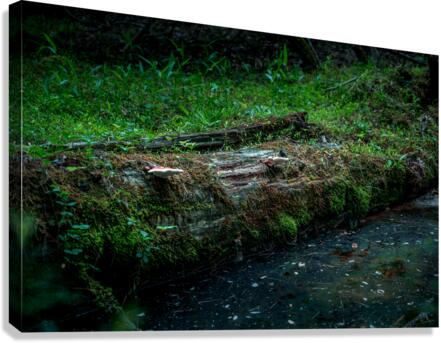 Fungi and Dirty Pool Canvas Print