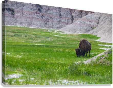 Bison Beauty: Solitary Serenity Canvas Print