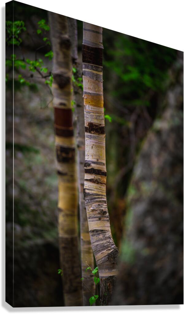 Exploring Sylvan Lake: Capturing the Beauty of Aspen Bark Canvas Print