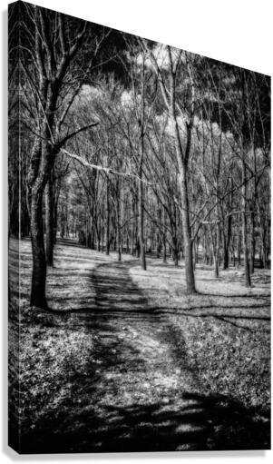 Solitary Trails: Eerie Path Near Knoxville Canvas Print