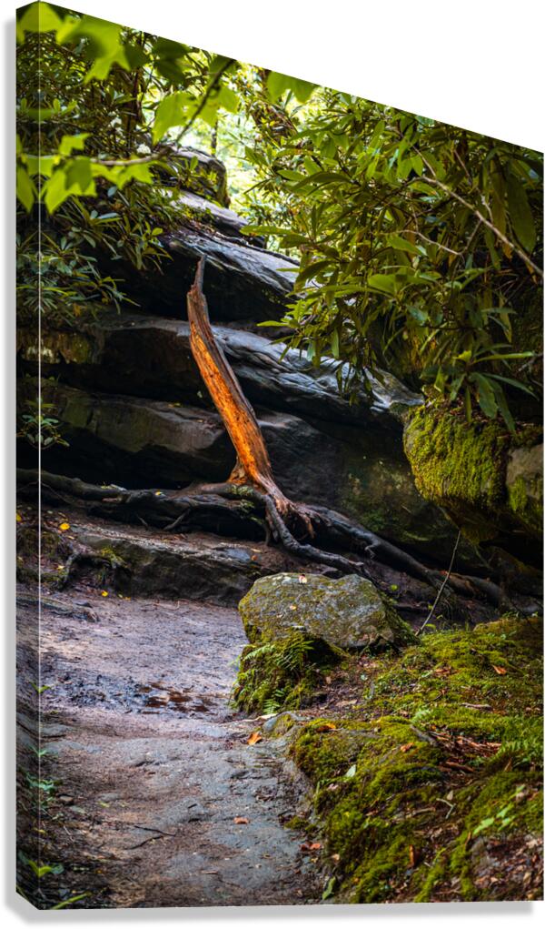 Fiery Stump Canvas Print